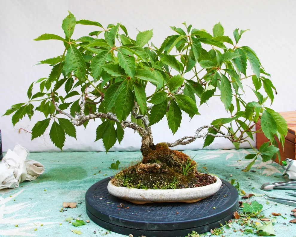 Javier Lantero atesora en su jardín más de 250 bonsáis: en la imagen, parra virgen