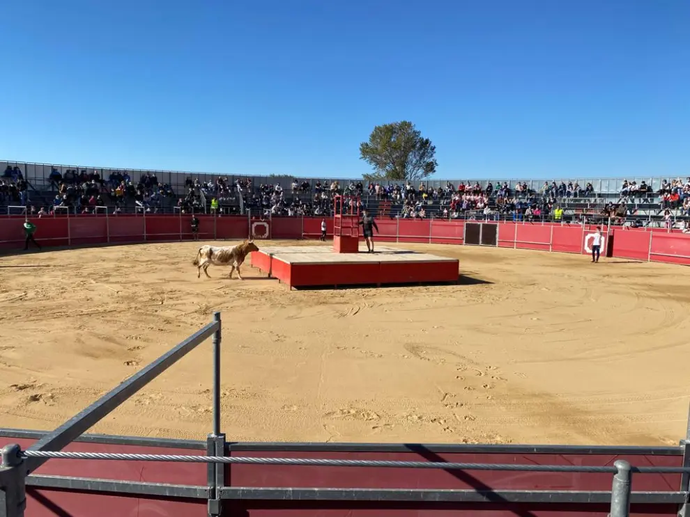 Vaquillas en la plaza de toros de Casetas en el Pilar 2021.