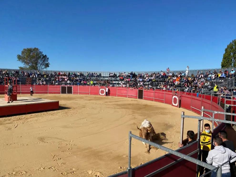 Vaquillas en la plaza de toros de Casetas en el Pilar 2021.