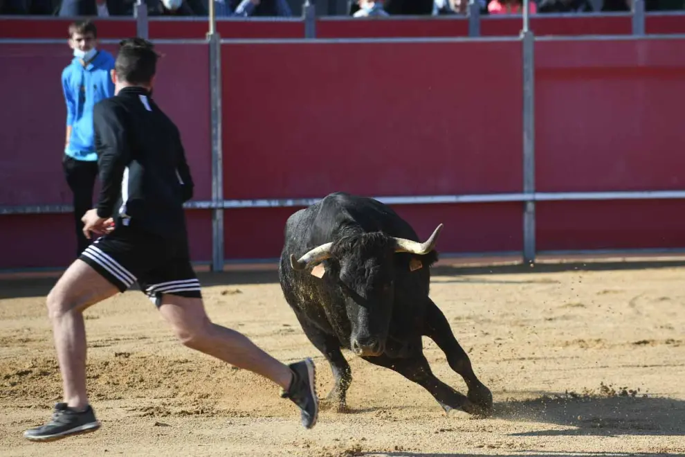 Segundo día de vaquillas del Pilar 2021 en las plaza de toros de Casetas