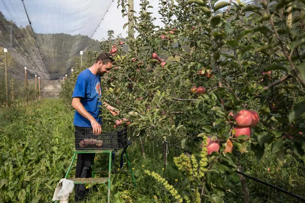 Ignacio Olivar en su plantación de manzanas