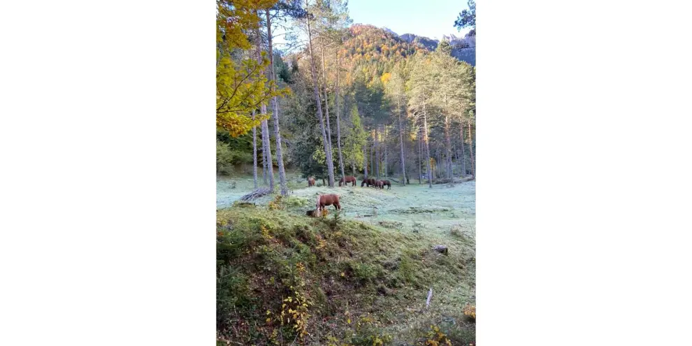 “Pocos sitios tan hermosos como el Pirineo aragonés en otoño. Selva de Oza”, afirma María Pilar.
