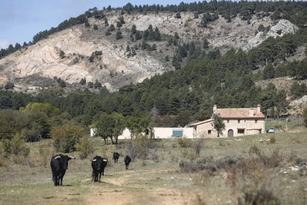Ganado pastado cerca del monte que se disputan las provincias de Teruel y Cuenca.