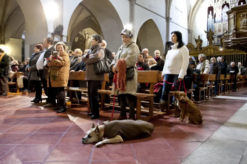 Un resumen, en imágenes, de la celebración de San Antón, patrón de los animales, en la iglesia de San Pablo de Zaragoza.