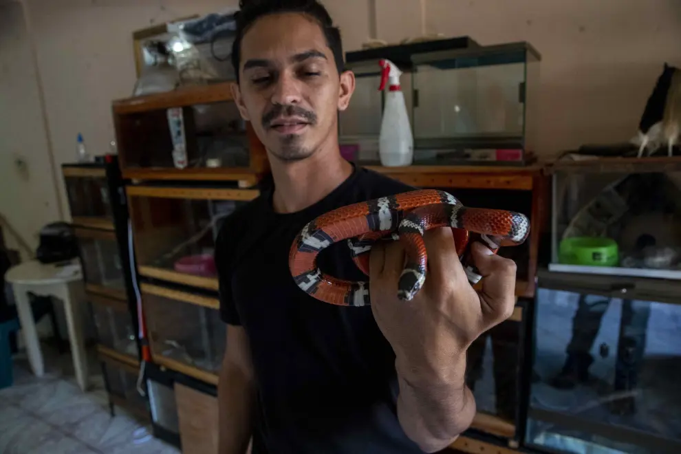 José Delgadillo, el nicaragüense que convive con 45 serpientes como mascotas