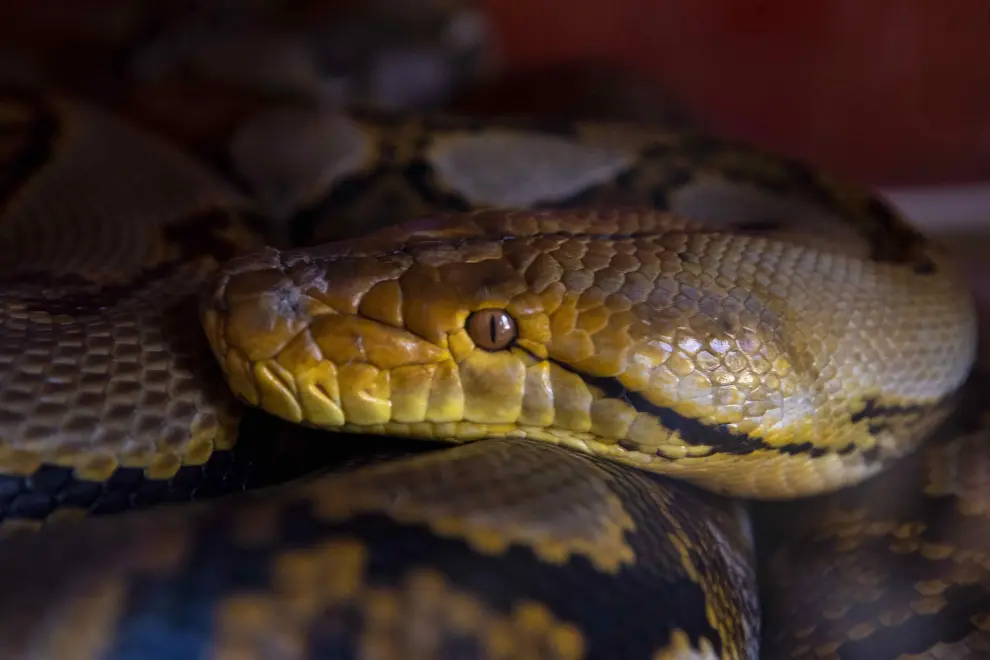 José Delgadillo, el nicaragüense que convive con 45 serpientes como mascotas