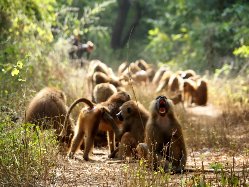 La primatóloga Laura Camón ha estudiado el comportamiento de los babuinos de Guinea (Papio papio) en el Parque Nacional de Niokolo-Koba, en Senegal.