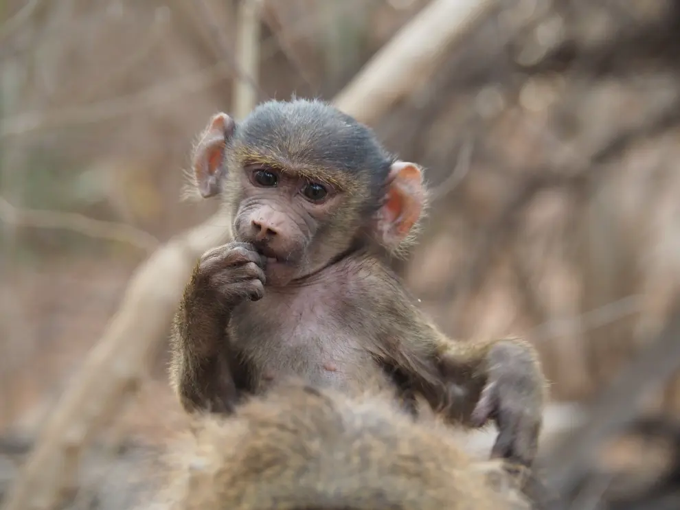 La primatóloga Laura Camón ha estudiado el comportamiento de los babuinos de Guinea (Papio papio) en el Parque Nacional de Niokolo-Koba, en Senegal.