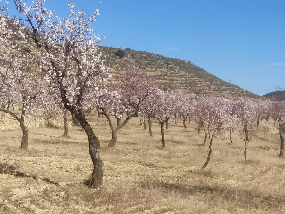 Almendros en flor en Castellote.