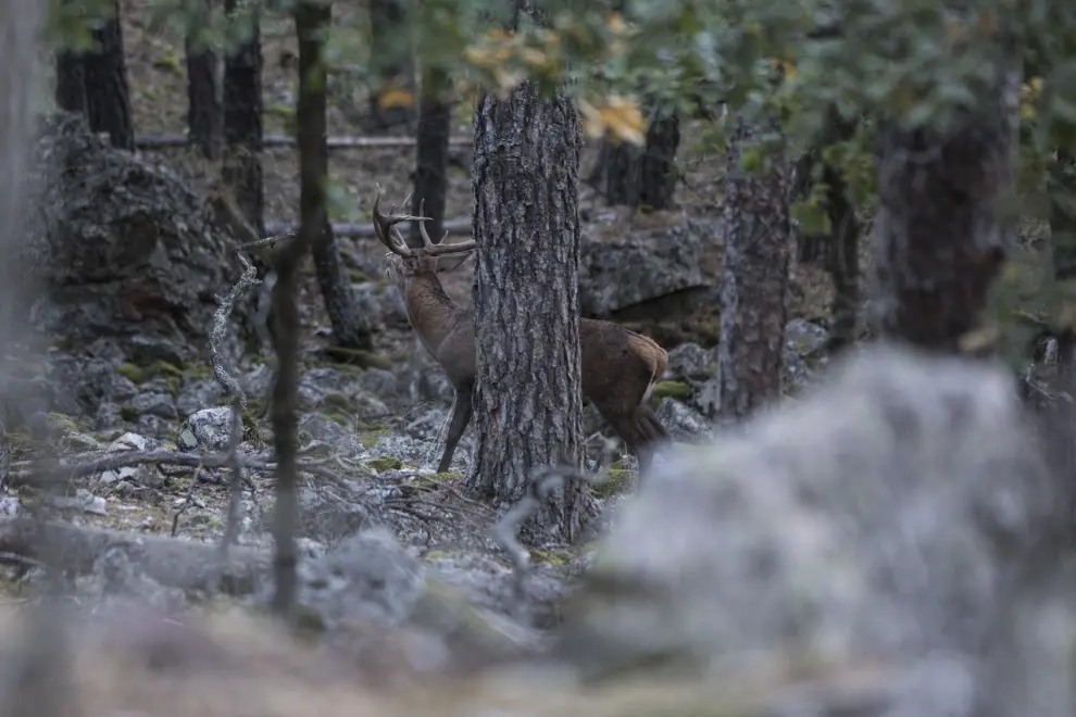 Bosques seteros en los Montes Universales, en la zona de Orihuela del Tremedal, donde se puede ver la berrea del ciervo.