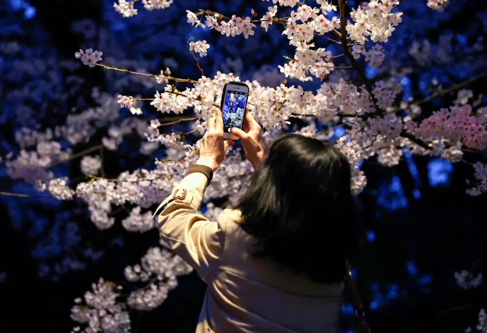 Visitors take photos under illuminated cherry blossoms in full bloom, amid the coronavirus disease (COVID-19) pandemic, at Ueno Park in Tokyo, Japan March 30, 2022. REUTERS/Issei Kato SPRING-CHERRYBLOSSOMS/JAPAN