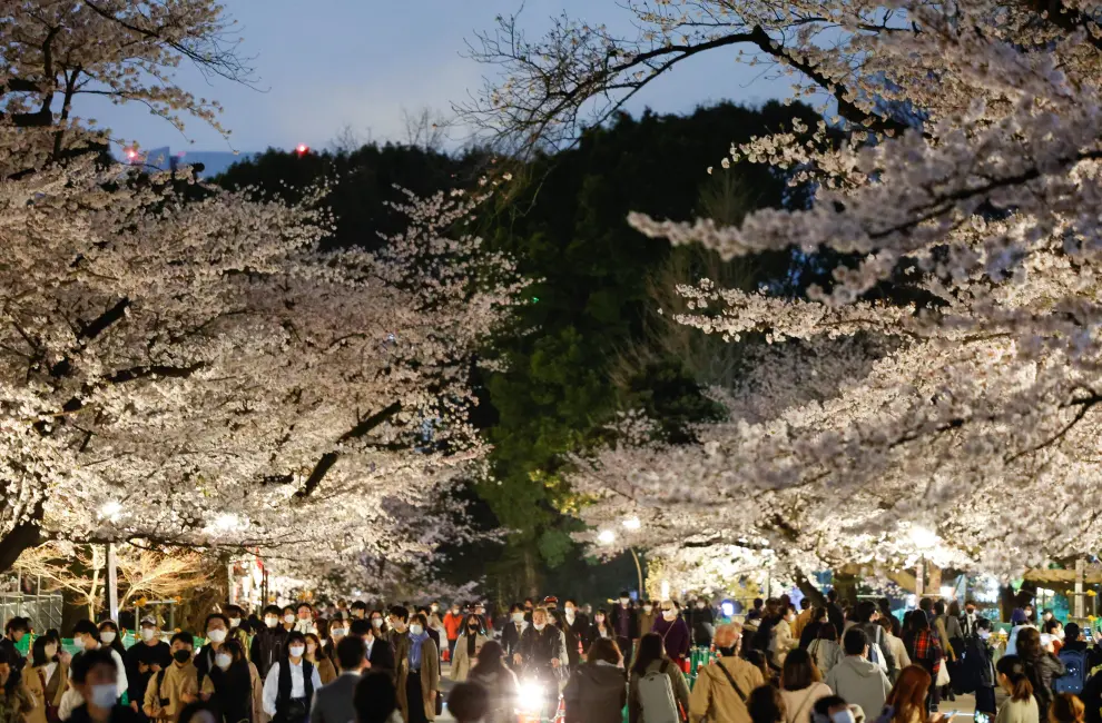 A visitor takes a photo under illuminated cherry blossoms in full bloom, amid the coronavirus disease (COVID-19) pandemic, at Ueno Park in Tokyo, Japan March 30, 2022. REUTERS/Issei Kato SPRING-CHERRYBLOSSOMS/JAPAN