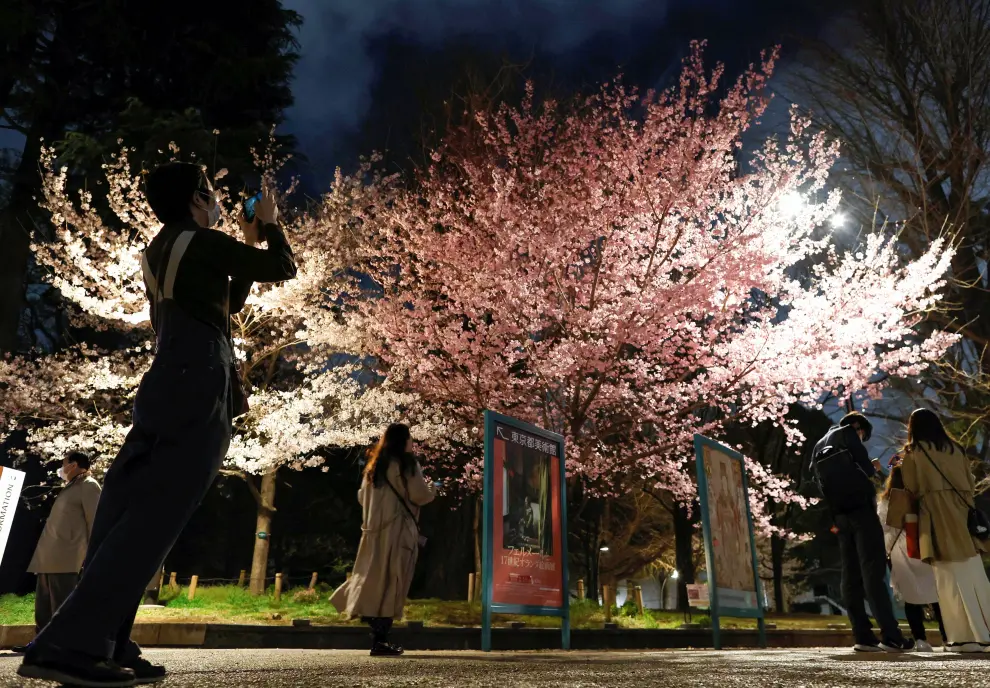 Visitors stroll under illuminated cherry blossoms in full bloom, amid the coronavirus disease (COVID-19) pandemic, at Ueno Park in Tokyo, Japan March 30, 2022. REUTERS/Issei Kato SPRING-CHERRYBLOSSOMS/JAPAN