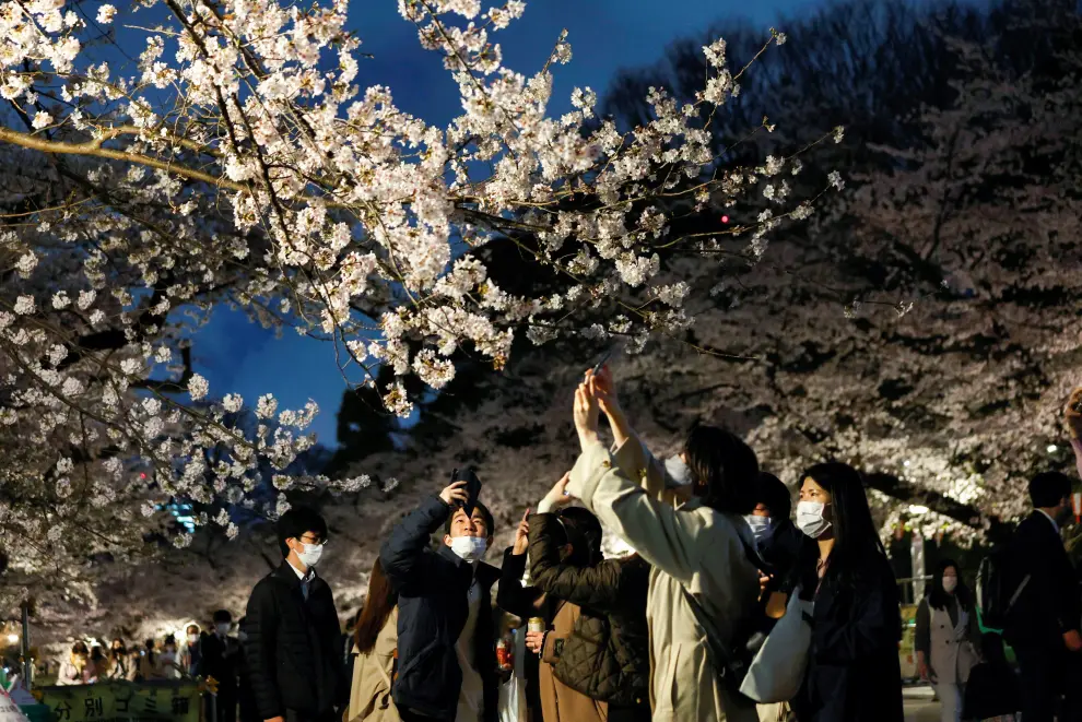 Visitors take photos under illuminated cherry blossoms in full bloom, amid the coronavirus disease (COVID-19) pandemic, at Ueno Park in Tokyo, Japan March 30, 2022. REUTERS/Issei Kato SPRING-CHERRYBLOSSOMS/JAPAN