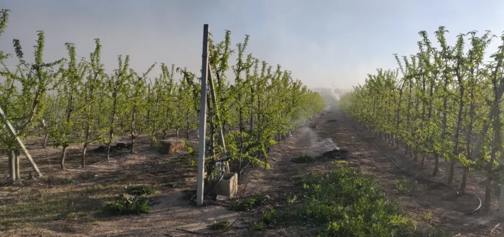 Temperaturas de hasta -6 grados causan estragos en los frutales aragoneses