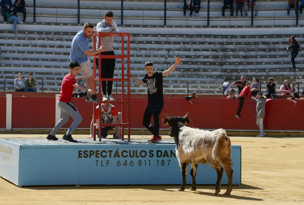 Suelta de becerros en la plaza de toros de Teruel /2022-04-17/ Foto: Jorge Escudero[[[FOTOGRAFOS]]]