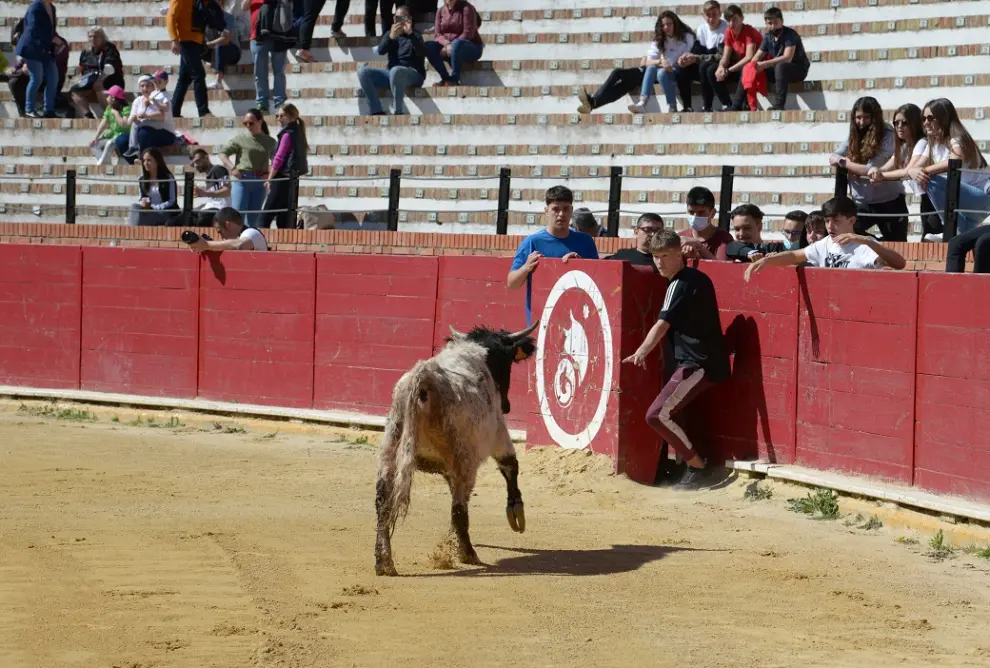 Suelta de becerros en la plaza de toros de Teruel /2022-04-17/ Foto: Jorge Escudero[[[FOTOGRAFOS]]]