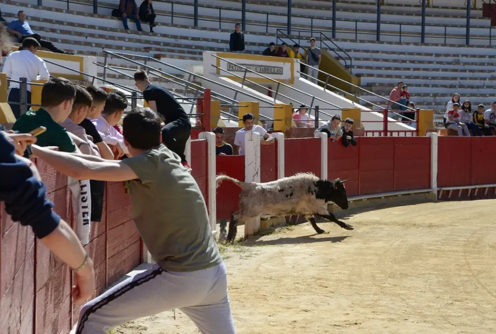 Suelta de becerros en la plaza de toros de Teruel.