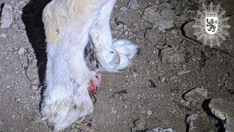 El animal presentaba graves heridas en las patas y signos de desnutrición.