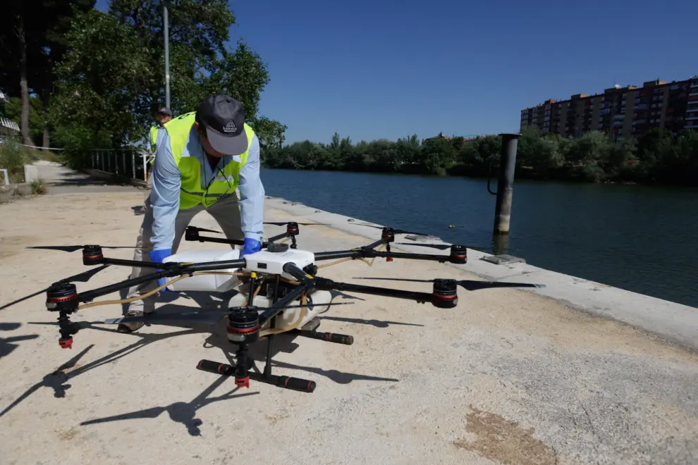Tratamiento con drones contra la mosca negra en el Ebro.