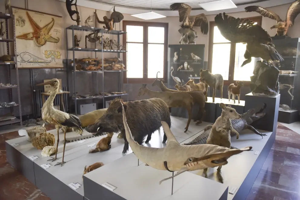 Inauguración del Museo de Historia Natural del IES Ramón y Cajal de Huesca.