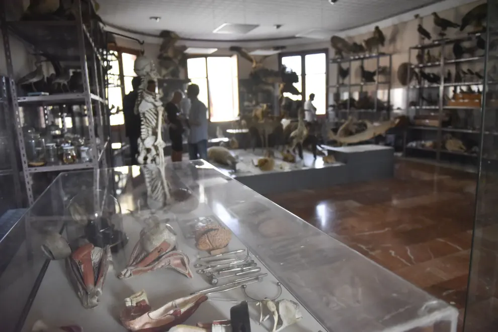 Inauguración del Museo de Historia Natural del IES Ramón y Cajal de Huesca.