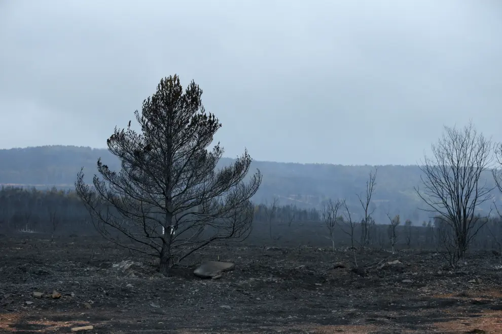 Devastation following a wildfire at Sierra de la Culebra near Litos, Zamora, Spain, June 19, 2022. REUTERS/Isabel Infantes CLIMATE-WILDFIRES/SPAIN