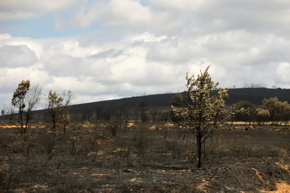 Devastation following a wildfire at the Sierra de la Culebra near Ferreras de Abajo, Zamora, Spain, June 19, 2022. REUTERS/Isabel Infantes CLIMATE-WILDFIRES/SPAIN