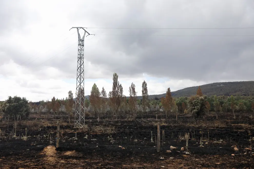 Devastation following a wildfire at the Sierra de la Culebra near Ferreras de Abajo, Zamora, Spain, June 19, 2022. REUTERS/Isabel Infantes CLIMATE-WILDFIRES/SPAIN