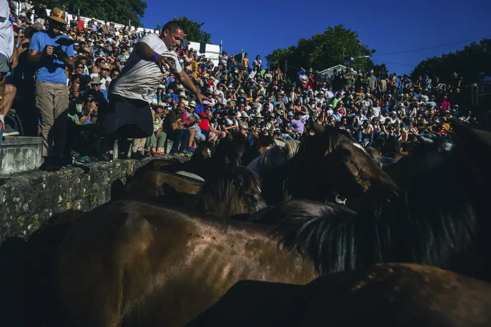 Vuelve a Galicia la fiesta de la Rapa das Bestas