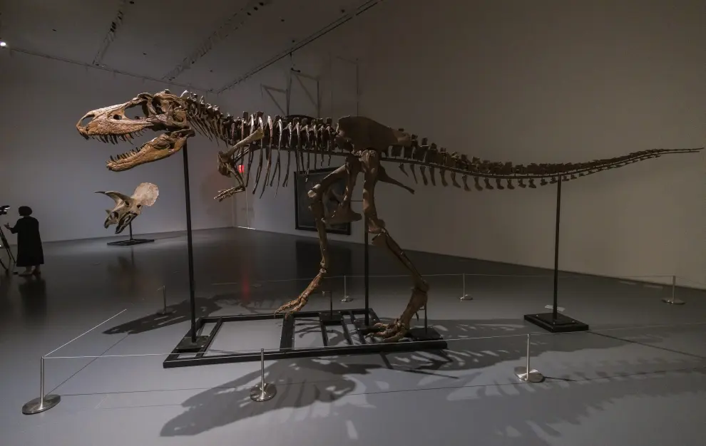El esqueleto de un dinosaurio, a subasta en Nueva York