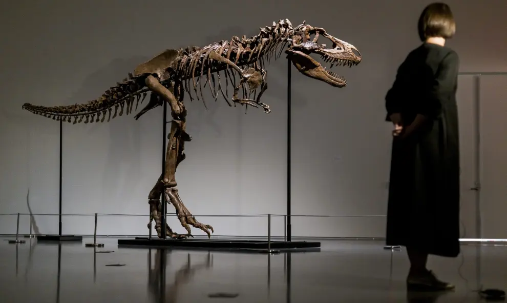 A recently discovered skeleton of a Gorgosaurus dinosaur,  goes on display ahead of auction by Sotheby's in New York City, U.S., July 5, 2022. REUTERS/Christine Kiernan AUCTION-DINOSAUR/