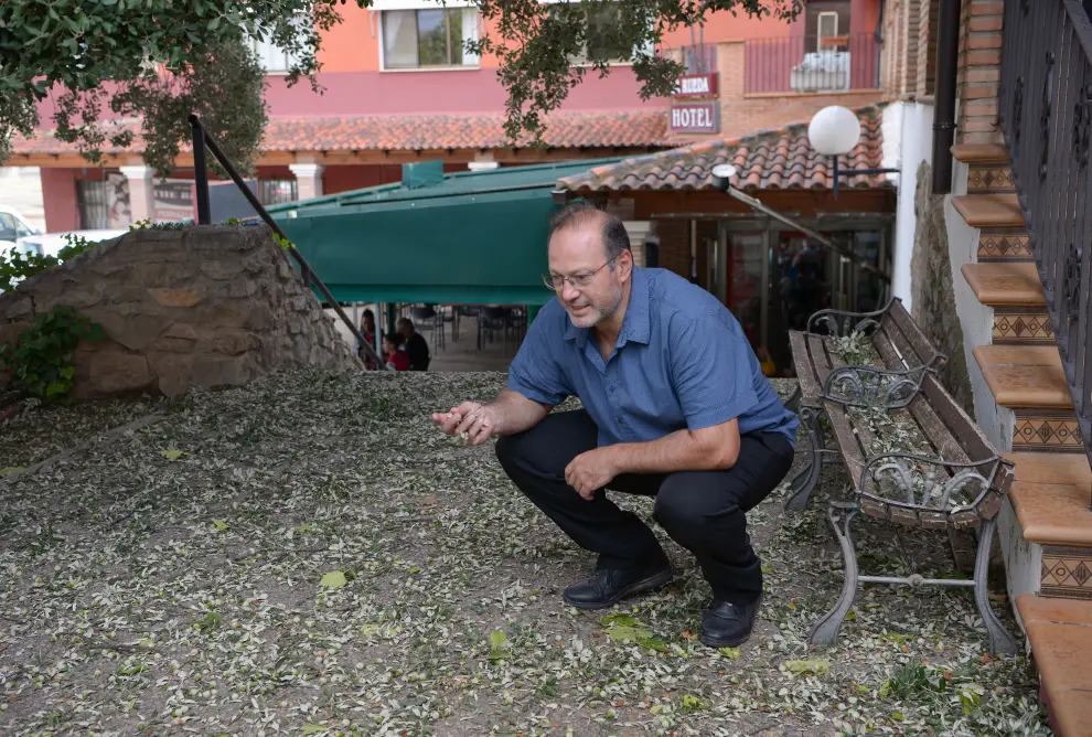 El alcalde de Mora, Hugo Arquímedes Ríos, observa el suelo cubierto de hojas de carrasca derribadas por el pedrisco.