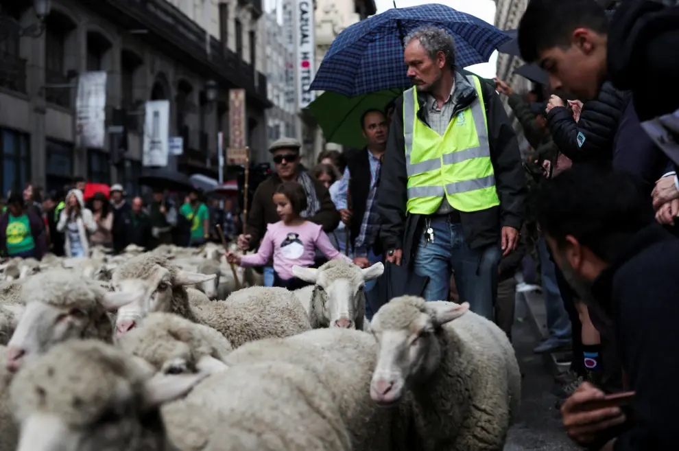 Annual sheep parade in Madrid