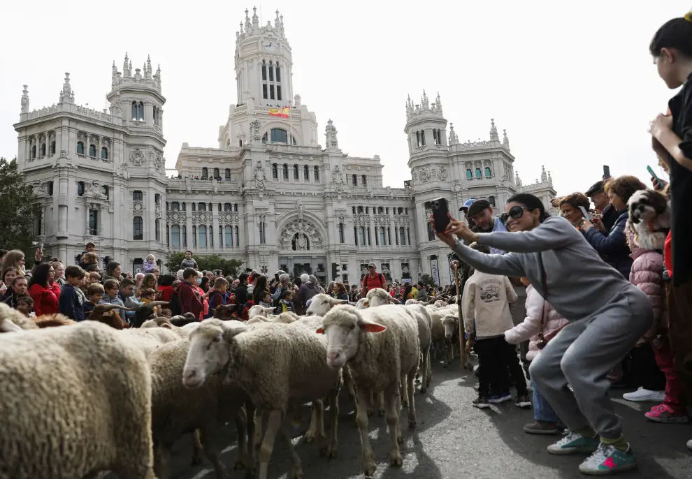 Annual sheep parade in Madrid