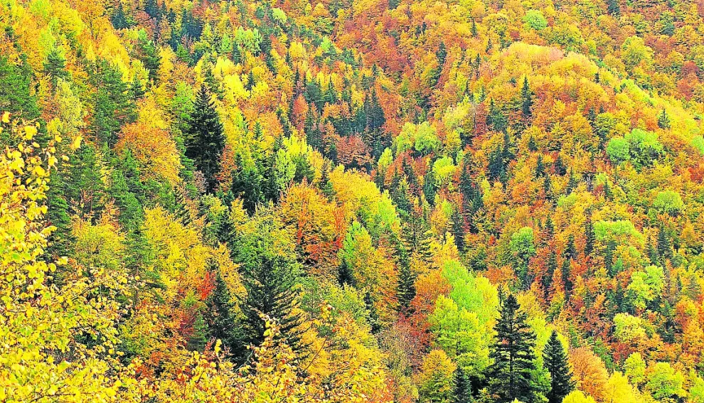 Espesura forestal del bosque de la Pardina del Señor, donde predomina el abeto y el pino silvestre, mostrando una significativa diversidad de colores.