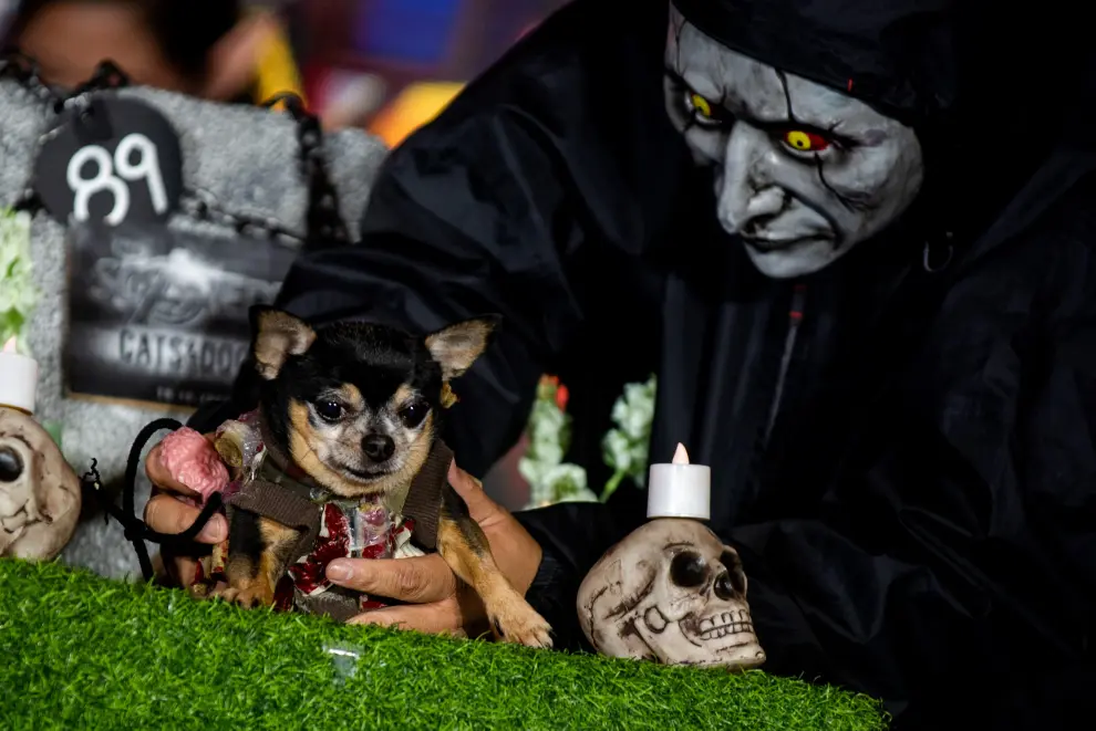 A dog in a fairy costume joins a halloween pet costume competition, in Quezon City, Metro Manila, Philippines, October 30, 2022. REUTERS/Lisa Marie David HALLOWEEN-DAY/PHILIPPINES-PETS