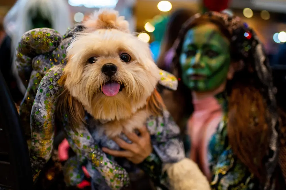 A woman and a dog dressed as "Maleficent" join a halloween pet costume competition, in Quezon City, Metro Manila, Philippines, October 30, 2022. REUTERS/Lisa Marie David HALLOWEEN-DAY/PHILIPPINES-PETS