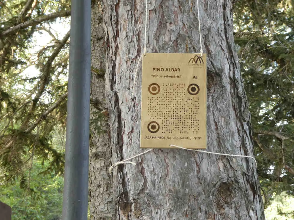Los árboles de algunas avenidas de Jaca cuentan con códigos QR para que la gente los conozca.