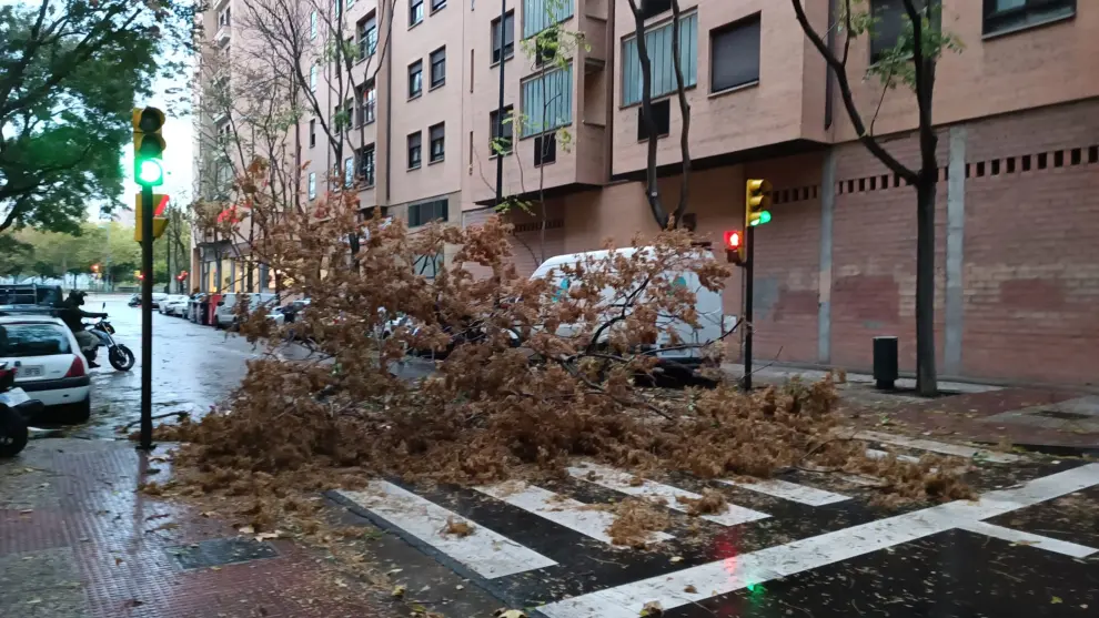 Un árbol cae sobre dos coches y corta una calle en Zaragoza