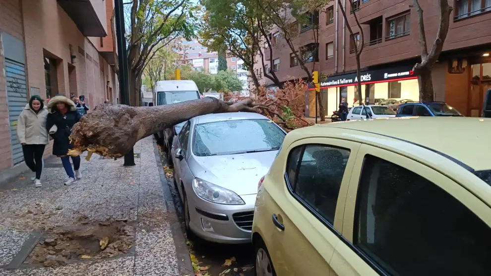 Un árbol cae sobre dos coches y corta una calle en Zaragoza
