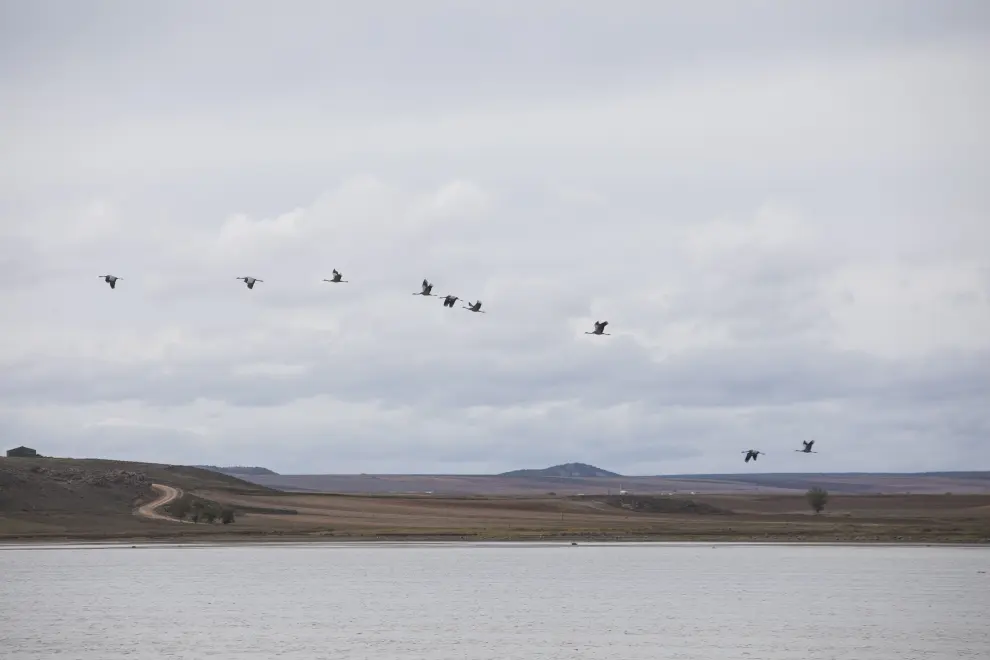 La migración de la grulla común, de la que se puede disfrutar en la Laguna de Gallocanta, es uno de los fenómenos naturales más espectaculares del territorio.