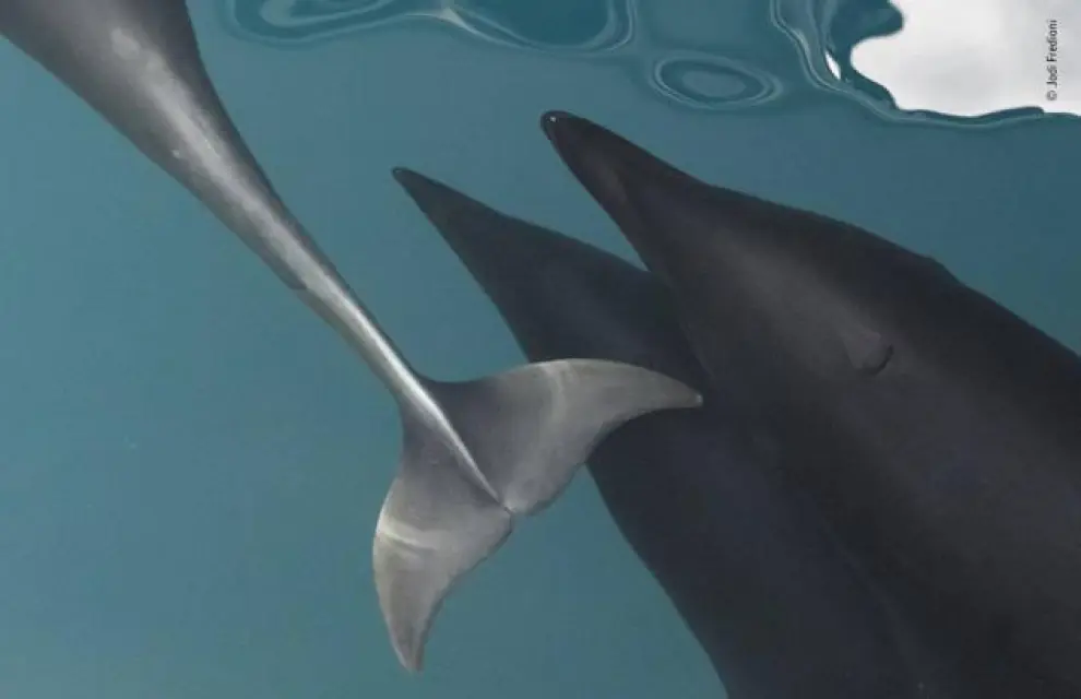 Bajo el título de 'Cara o cruz', esta imagen fue tomada en la bahía de Monterrey, California y muestra los lustrosos cuerpos de tres delfines ballena franca del norte.