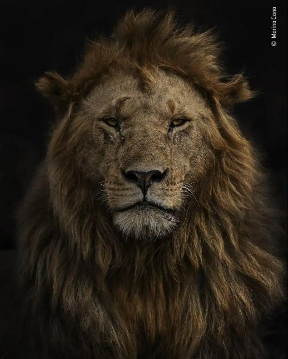 'Retrato de Olobor' muestra el león denominado Olobor en la Reserva Nacional Maasai Mara de Kenia.