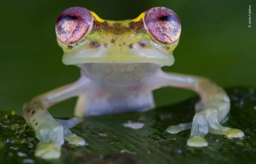 Recibe el título 'La rana de los ojos de rubí' por sus espectaculares ojos. Lo curioso es que estas ranas tienen confianza con los humanos. La imagen fue tomada al noroeste de Ecuador, en la Reserva del Río Manduriacu, en las estribaciones de los Andes.