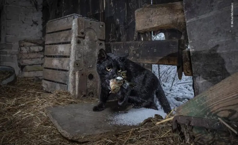 Titulada 'Atrapado por el gato', esta imagen muestra a un gato doméstico con su presa fresca en un granero abandonado en Radolinek, un pequeño pueblo del oeste de Polonia.