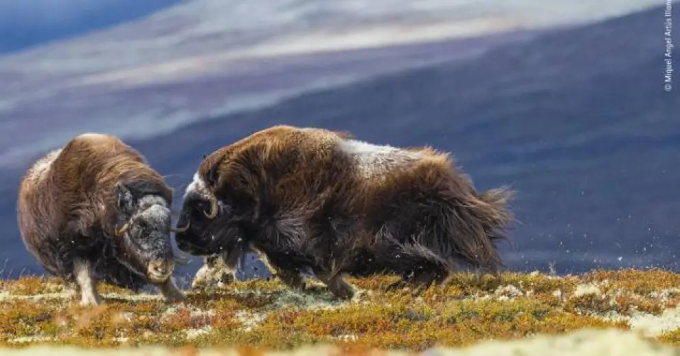 Bajo el título 'Mano a mano', esta imagen muestra el espectáculo de dos bueyes almizcleros atacándose mutuamente en el Parque Nacional de Dovrefjell-Sunndalsfjella, en Noruega.