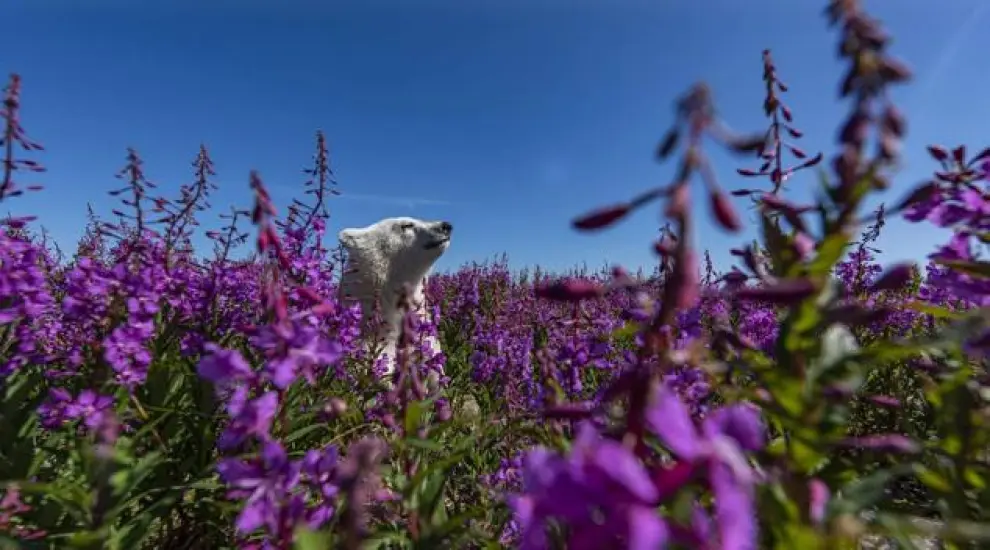 Bajo el título 'Entre flores', la imagen de este cachorro de oso polar jugando fue tomada en la costa de la bahía de Hudson, Canadá.