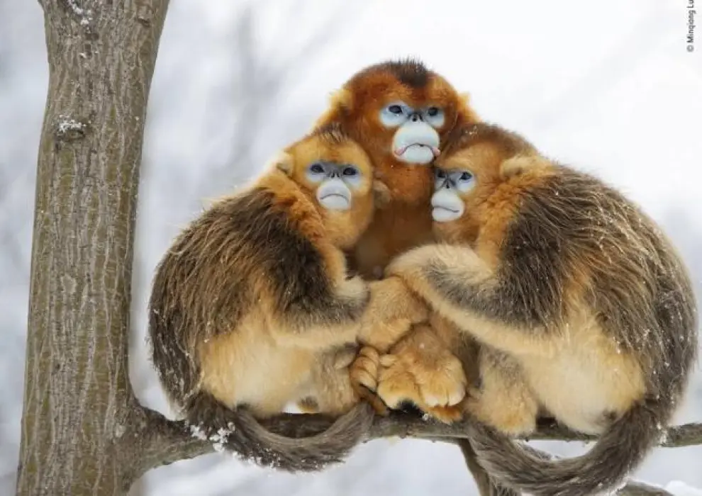 Recibe el título de 'Un grupo dorado' y muestra a dos hembras y un macho de mono dorado se acurrucan para mantenerse calientes en el frío extremo del invierno en China.