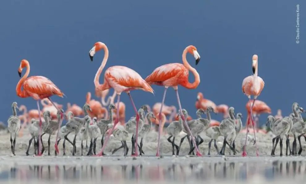 Titulada 'Guardería caribeña', esta imagen muestra a una colonia reproductora de flamencos caribeños, o americanos, en la Reserva de la Biosfera Ría Lagartos, en la península de Yucatán, México.